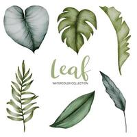 Many kinds of beautiful green leaf in water color style vector