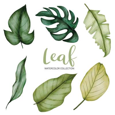Many kinds of beautiful green leaf in water color style