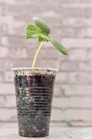 Vegetable sprout. Growing young cucumber seedlings in cups. Horticulture and harvest concept.
