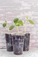 Vegetable sprouts. Growing young cucumber seedlings in cups. Horticulture and harvest concept.