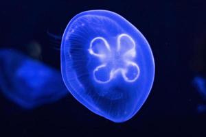 Fondo de hermosas medusas de neón azul. acuario foto