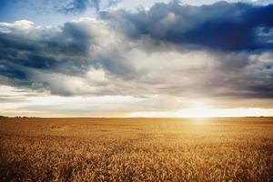 Fondo de maduración de espigas de campo de trigo amarillo al atardecer Fondo de cielo naranja nublado. Copia de espacios iluminados por el sol en el horizonte en prados rurales cerca de la foto de la naturaleza la idea de una rica cosecha