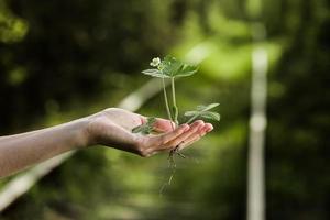 environment Earth Day In the hands of trees growing seedlings. Bokeh green Background Female hand holding tree on nature field grass Forest conservation concept. photo