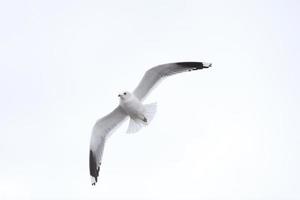 pájaro volando gaviota cielo aislado símbolo del concepto de libertad. gaviota blanca en el cielo foto