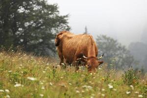 A red cow grazes in a summer meadow with mountains in the background. year of the bull. rural farm in the mountains. cattle grazing. photo