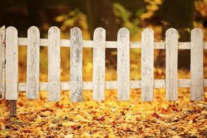 White wooden fence in autumn park. Background with yellow leaves. Time to school. photo