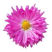 Close-up of a beautiful pink chrysanthemum flower isolated on white background.