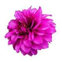 Close-up of a beautiful pink dahlia flower isolated on white background. photo