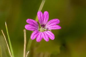 Detail view of the flowers of the Veronica speedwell plant photo