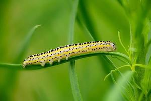 Side view of a caterpillar of the moth figure of eight diloba caeruleocephala photo