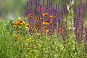 Flower meadow with yellow asters and blooming sage against a green background photo