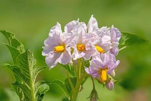 Close up of the flowers of the potato plant photo