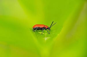 Vista lateral de un pequeño escarabajo tocino rojo sobre una hoja contra un fondo verde foto