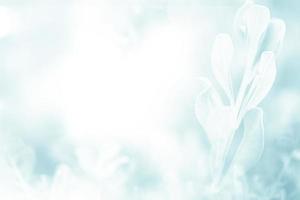 Fondo de rama de flor de flor de primavera hermosa verde azul con espacio de copia libre para tarjeta de felicitación o portada ambiental, plantilla, banner web y encabezado. foto