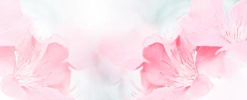 Pink red beautiful spring flower bloom branch background with free copy space for greeting card or environment cover page, template, web banner and header. photo