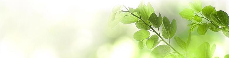 Nature green tree fresh leaf on beautiful blurred soft bokeh sunlight background with free copy space, spring summer or environment cover page, template, web banner and header. photo