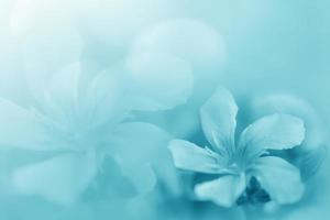 Pastel blue green beautiful spring flower bloom branch background with free copy space for greeting card or environment cover page, template, web banner and header. photo