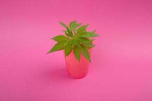 hermosa planta de cannabis sobre fondo rosa foto