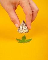 hand holds cannabis chocolates, recreational marijuana use photo