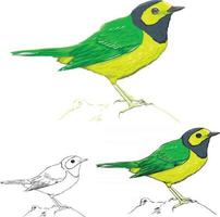 Bird Vector Art