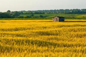 forgotten wooden house in a golden wheat field photo