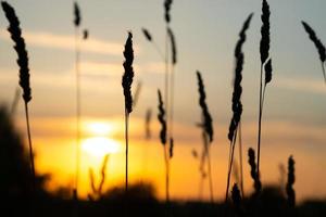 setting summer sun in nature, evening sunset photo