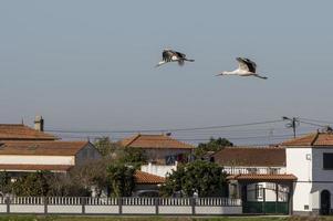 cigüeñas volando en aveiro, portugal foto