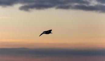 Garza blanca volando en la Ría de Aveiro en Portugal foto