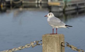 Gaviotas gaviotas en la Ría de Aveiro en Portugal foto