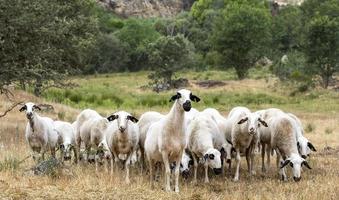 Flock of sheep in Portugal photo