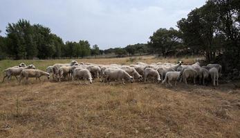 Flock of sheep in Portugal photo