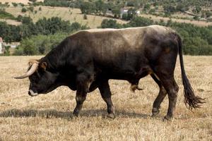Bull of Mirandas race in Portugal photo
