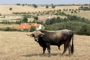 Bull of Mirandas race in Portugal photo