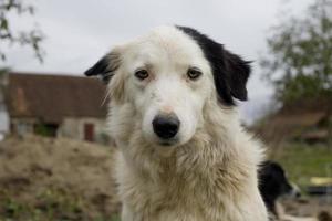 Perro blanco, muy viejo con orejas negras en la campiña francesa foto