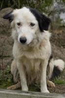 Perro blanco, muy viejo con orejas negras en la campiña francesa foto