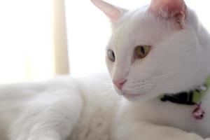 Cat in The House photo
