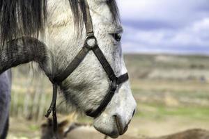 Wild horse forest photo