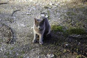 Gray cat on street photo