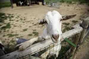 Goats on farm photo