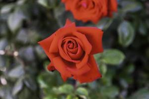 Rosebush of red roses photo