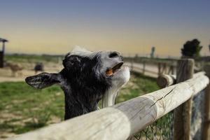 cabras comiendo zanahoria foto