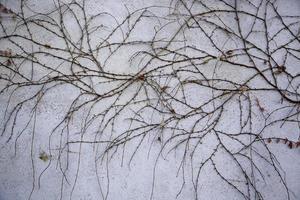 Dry branches on wall photo