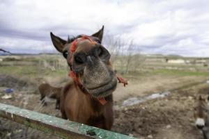 bosque de caballos salvajes foto