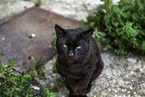 Black cat on street photo