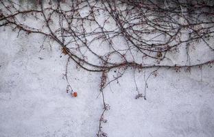 Dry branches on wall photo