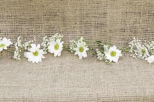 Decorative daisies plant photo