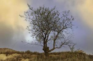 Olive tree in field photo
