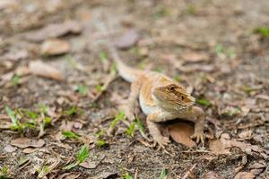 Bearded dragon on the ground with blur background photo