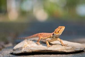 Bearded dragon on the ground with blur background photo