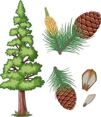 Set of pinecone and pine needles isolated